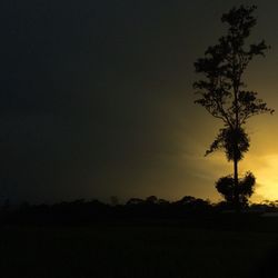 Silhouette trees against sky at night