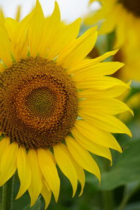 Close-up of sunflower