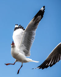 Seagull flying on beautiful blue sky 