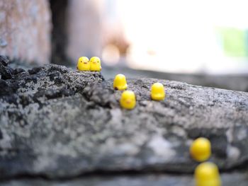 Close-up of yellow flowers on rock