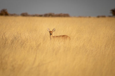 View of small antilope in the savanna 