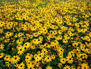 High angle view of yellow flowering plants on field