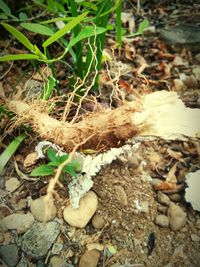 High angle view of dry leaves on ground