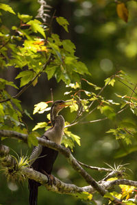 Female anhinga, known as anhinga anhinga bird, perches in a tree in a swamp in naples, florida.