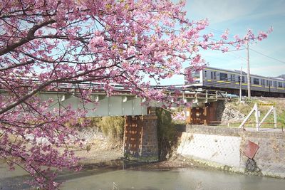 Pink cherry blossom tree against built structure