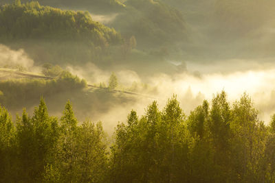 Sunlight streaming through trees in forest against sky
