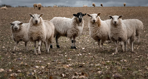 Portrait of sheep on field