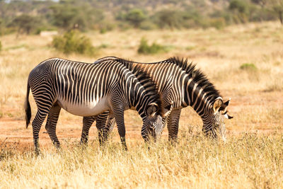 Zebras in a field