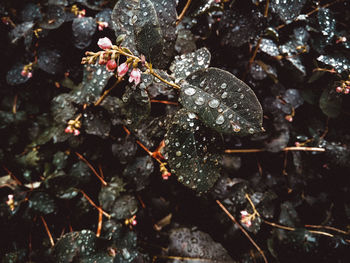 Directly above shot of wet leaves