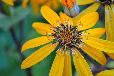 Close-up of yellow flower blooming outdoors