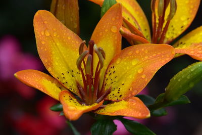 Close-up of wet yellow lilies