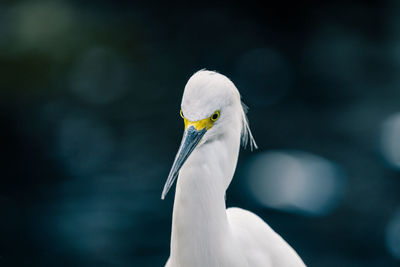 Close-up of bird