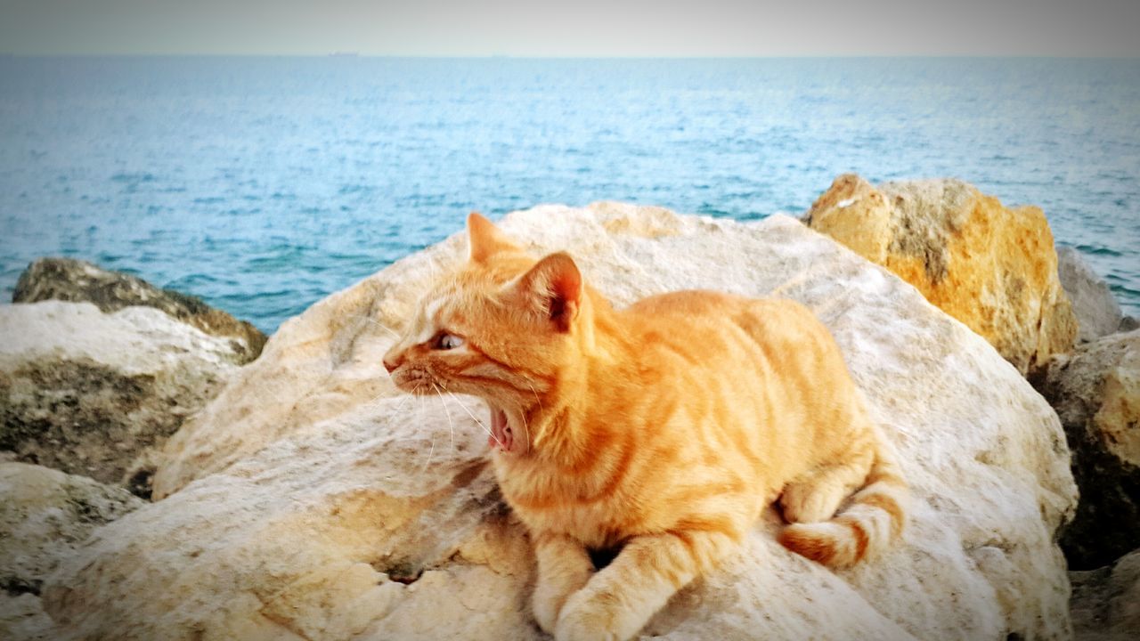 sea, domestic animals, mammal, pets, animal themes, one animal, water, dog, beach, relaxation, horizon over water, shore, rock - object, nature, tranquil scene, tranquility, resting, scenics, sitting, beauty in nature