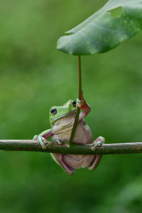 Close-up of lizard on tree