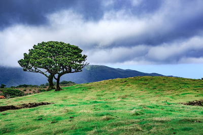 Tree on field against sky