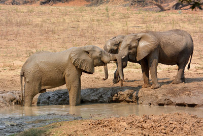 Africa Amboseli