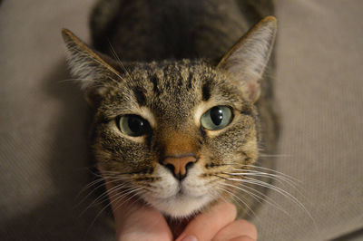 Portrait of cat with hand