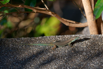Close-up of lizard on stone