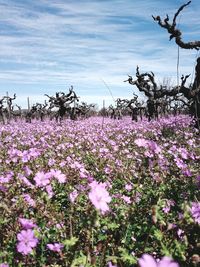 Pink flowers blooming on field