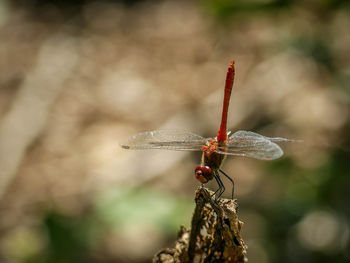 Dragonfly on stem against blurred background