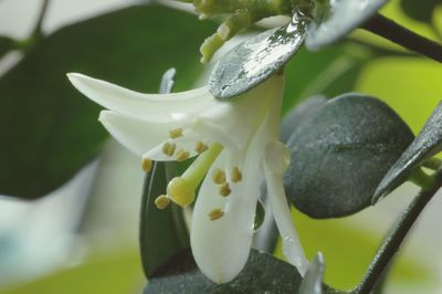 Close-up of fresh flowers