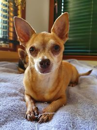 Portrait of dog at home