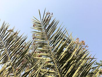 Low angle view of palm tree against clear sky