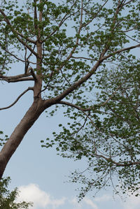 Low angle view of tree against sky