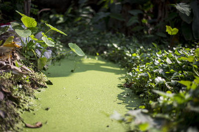 Close-up of flowering plants by water