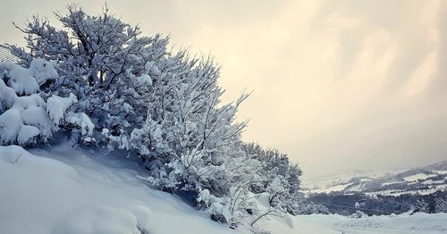 Frozen tree against snowcapped mountain against sky