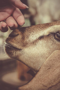 Close-up of hand holding dog