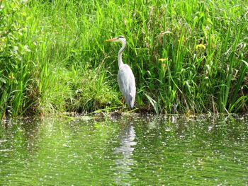 Gray heron on grass by lake