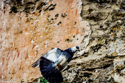 Low angle view of pigeon flying against wall