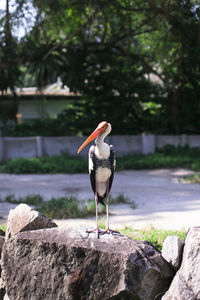 Bird perching on rock