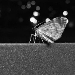 Close-up of butterfly perching on leaf