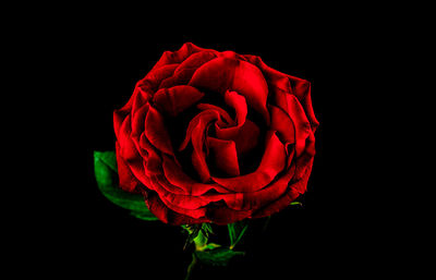 Close-up of red rose against black background