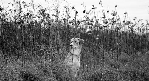 Portrait of dog on field