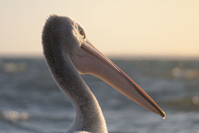 Close-up of a bird against blurred background