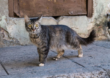 Portrait of cat sitting on damaged wall