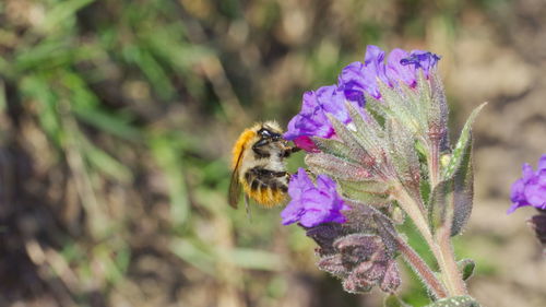 Close-up of bee pollinating on purple flower