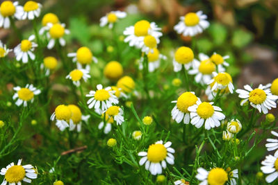 Close-up of white daisy flowers