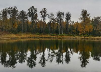 Reflection of trees in lake