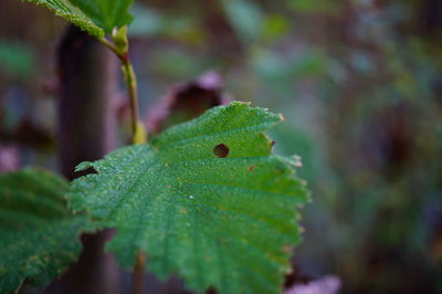 Close-up of green leaf