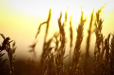Close-up of wheat field against clear sky