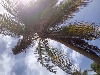 Low angle view of palm tree against sky