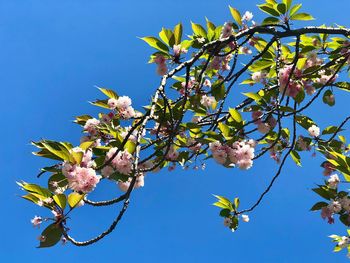 Low angle view of cherry blossoms against clear sky