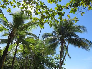 Low angle view of palm tree against sky