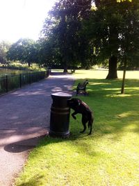 Dog on grassy field