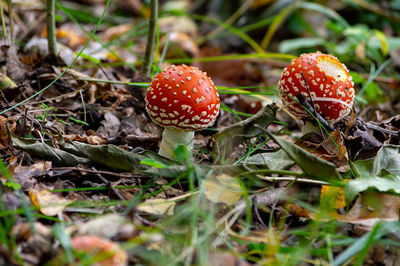 Close-up of mushroom growing on field