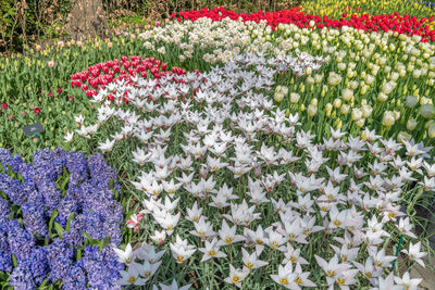 Purple flowering plants on field